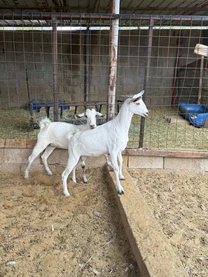 جفار على الشرط 17