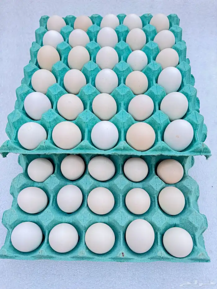 للبيع بيض فيومي للأكل 0