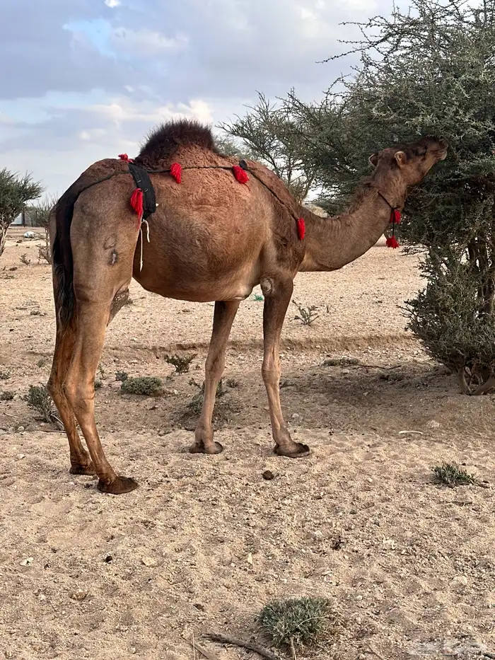 ناقة حمراء ساحليه لقحه 1