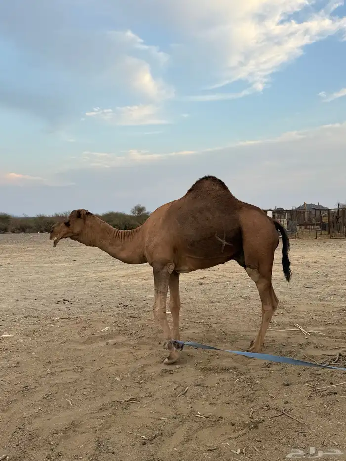 بعير حمر مشروط ضراب وعشار 18