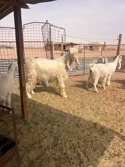 معزا بيض index