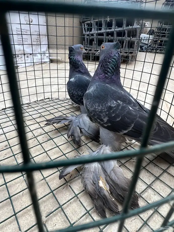 حمام صنعاني 5 ازواج 12