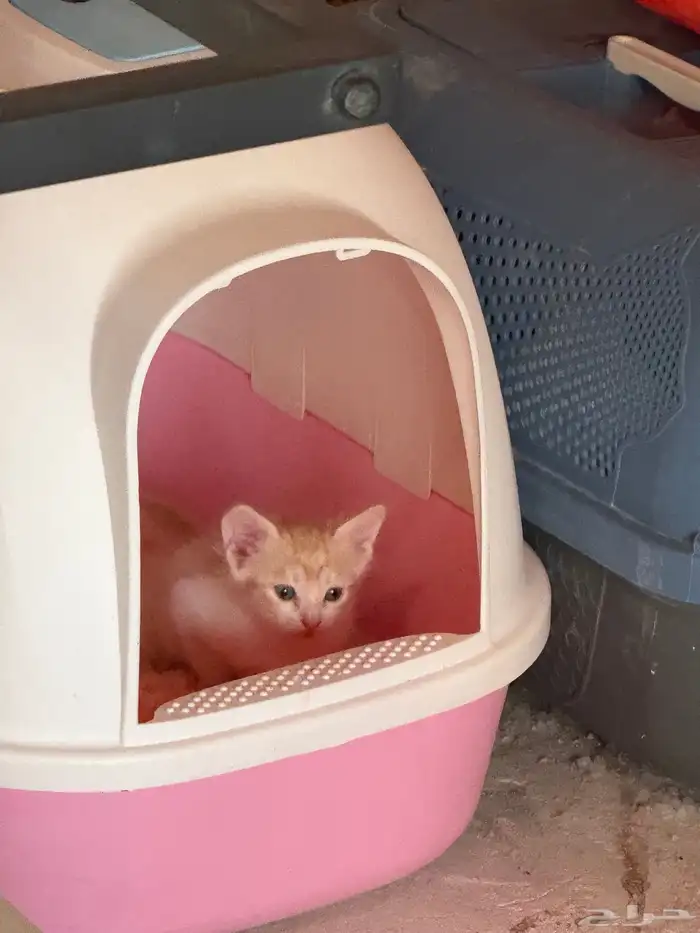 قطط مكس شيرازي كيتين العمر شهر للبيع 1