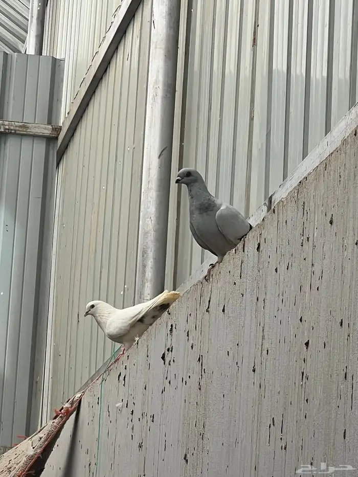 حمام للبيع فيه جمله وت فريدي الجملة 250 العدد 22 حمامه منتج 22