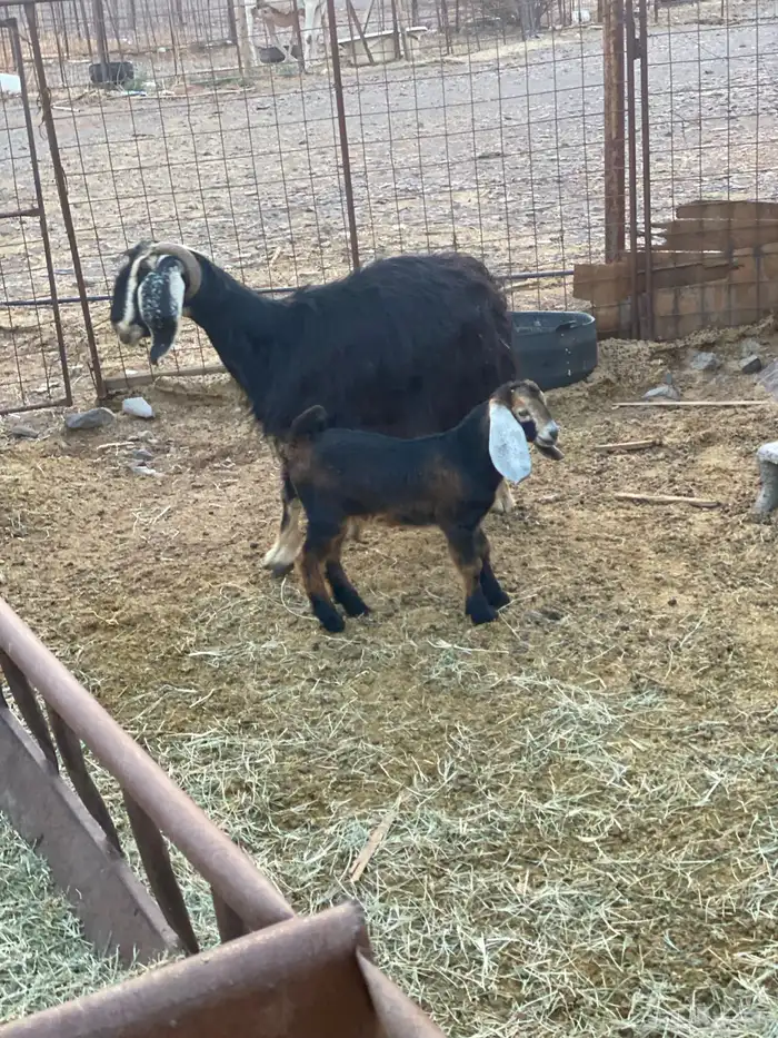 للبيع عنز ولد بدون سنون 2