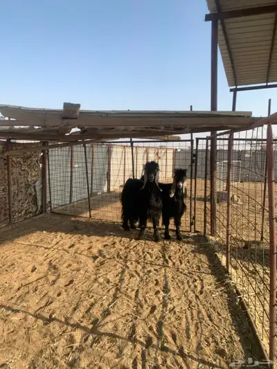 معزا مراح واحد عدد 32 index