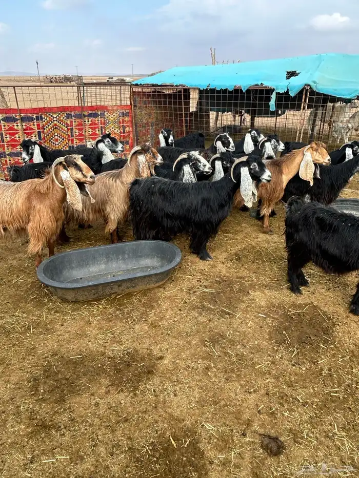 بيع معزا ولد 0