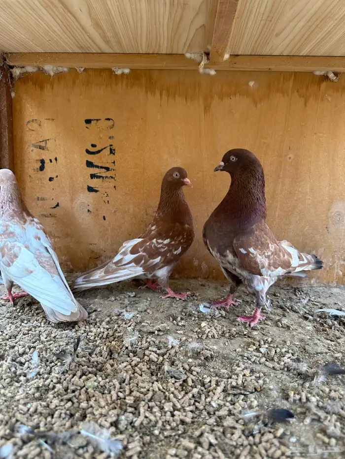 حمام هندي وقطائف 1