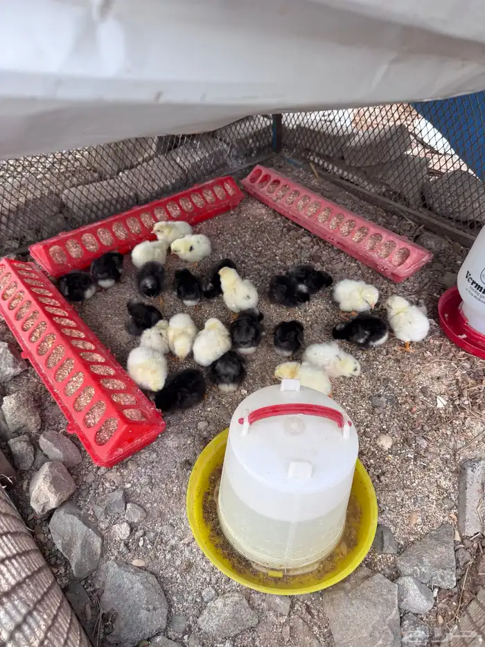 صوص فيومي تركي مع لوهمان 0