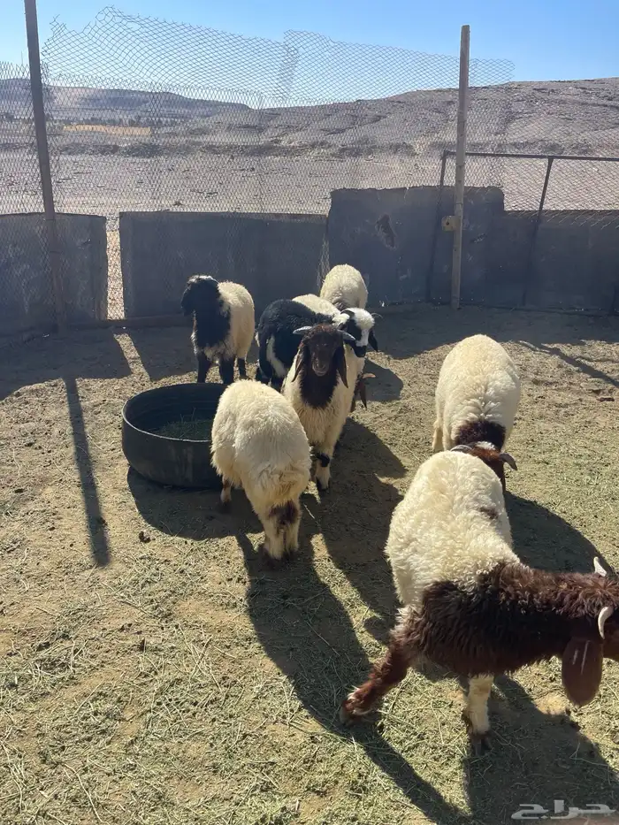 خرفان للبيع 1