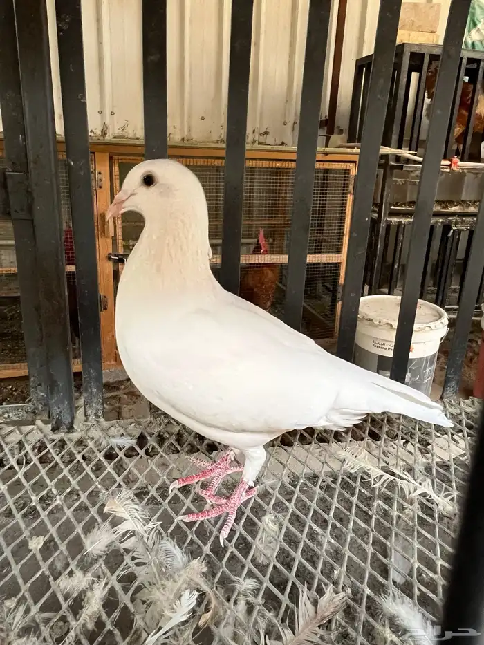 حمام زاجل هولندي 1