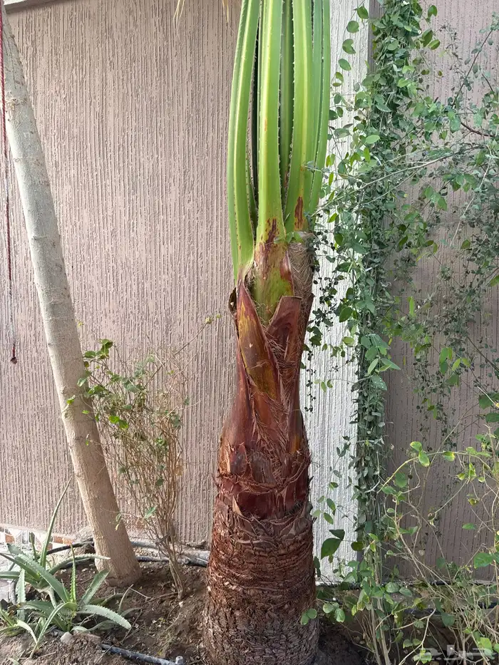 نخله أمريكي 0