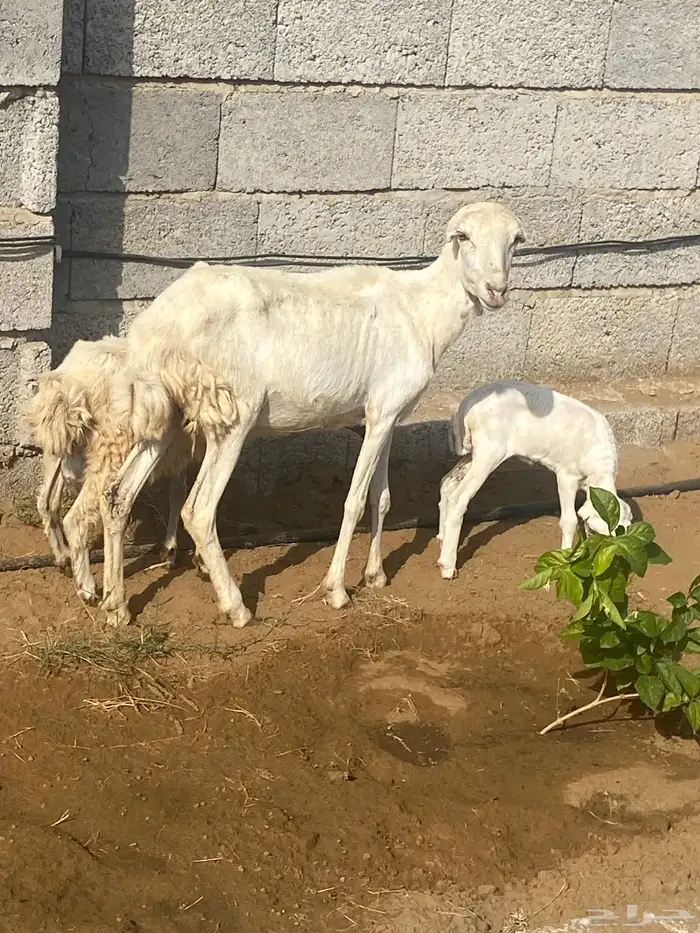 نعجه منتوج ثني معها رخل وفرير ماهو ولدها 8