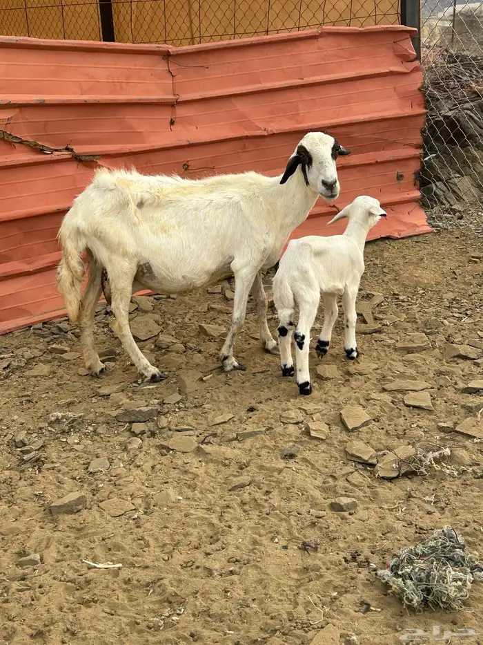 للبيع ضان مقني 3