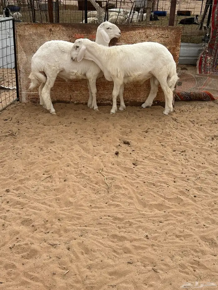 طلين فاخره تم البيع 1