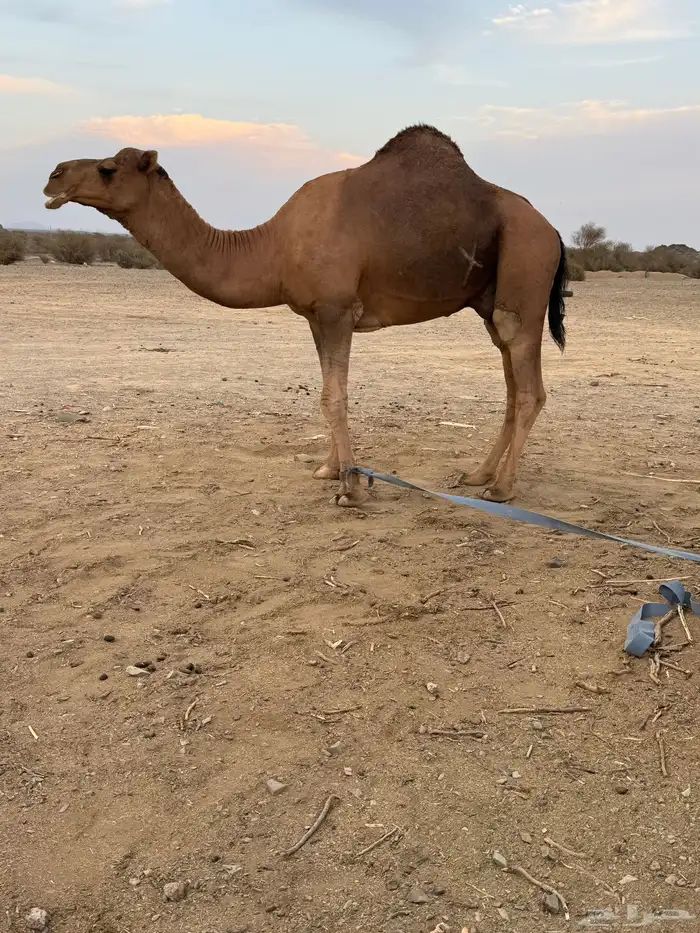 بعير حمر مشروط ضراب وعشار 19