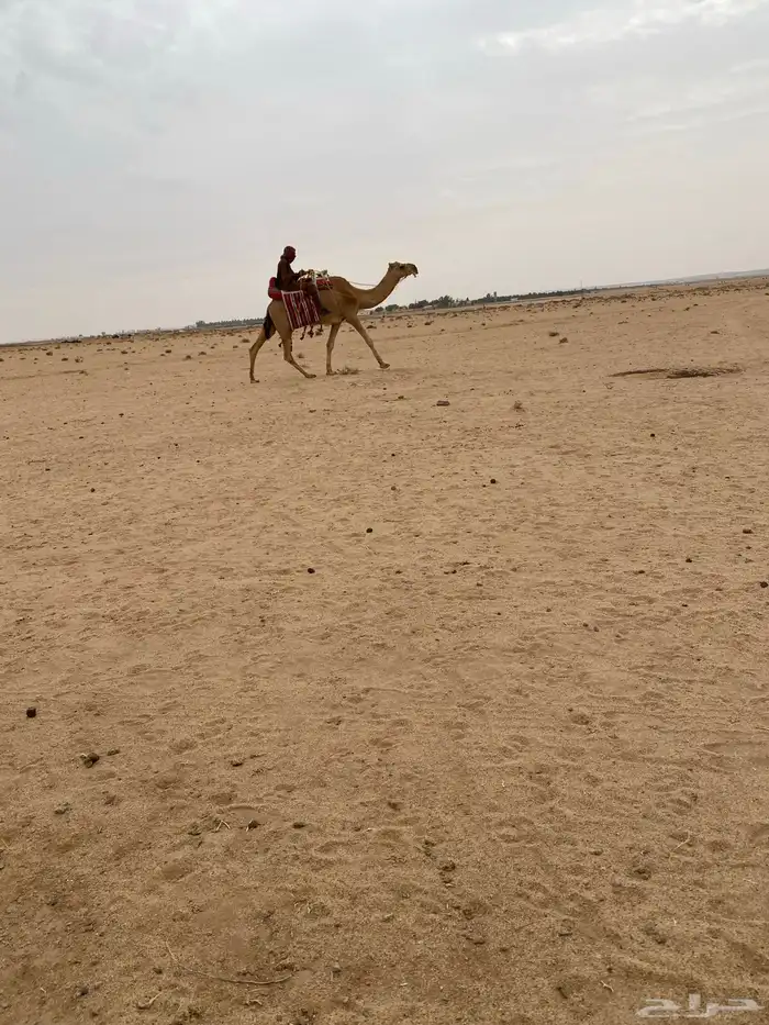 رحول للبيع 0