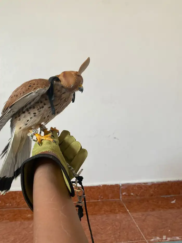 شبوط للبيع وحش طرح امس تاريخ14نوفنبر وحش ماصقر 3