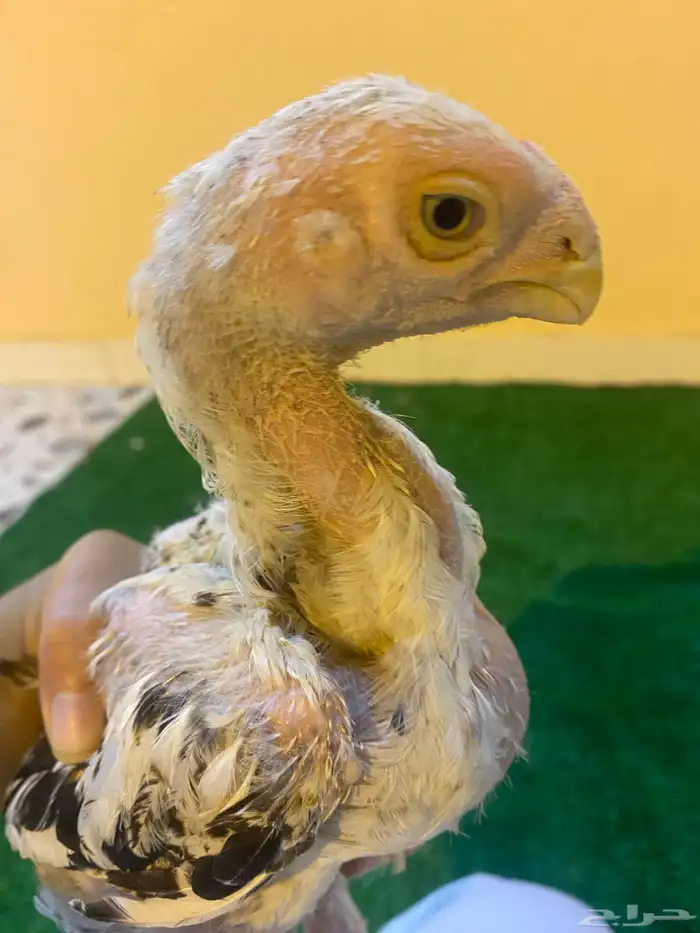 فروخ فارسي ماشاءالله من توب 5