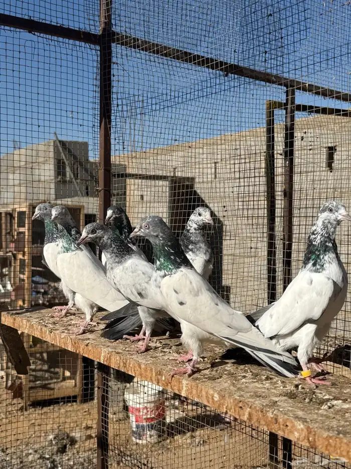 حمام باكستاني 6