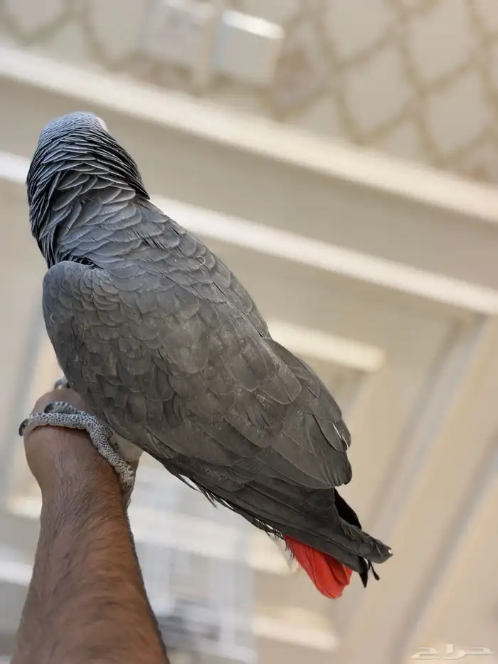 كاسكو اليف متكلم 11