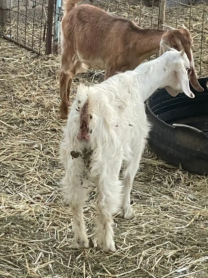 تيوس وجفرات 32