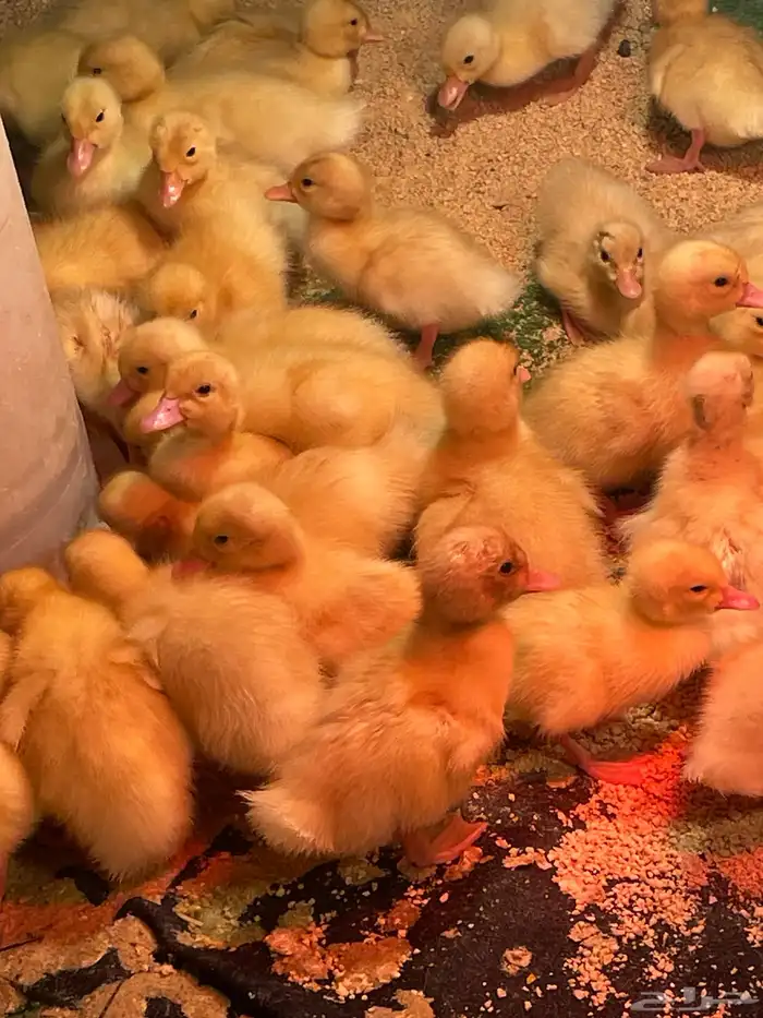 صيصان بط بكيني 1