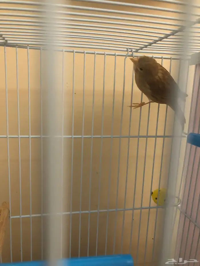 ذكر كناري سوري 3