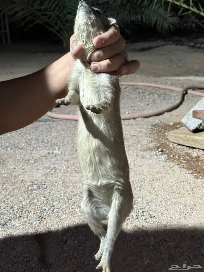 و ب ر ا ن للبيع 7