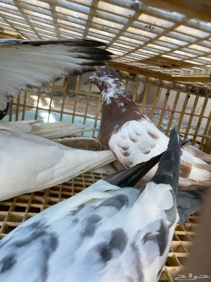 حمام باكستاني القطيفي 2