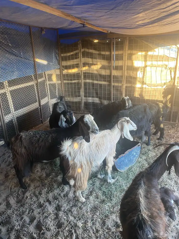 للبيع معزاء ولد العدد 10 1