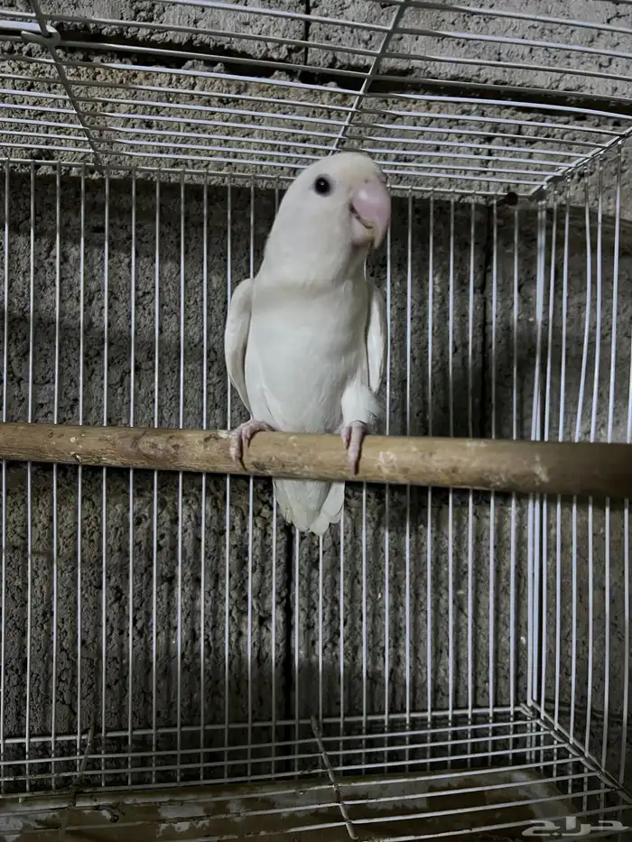 ذكر روز البينو 1