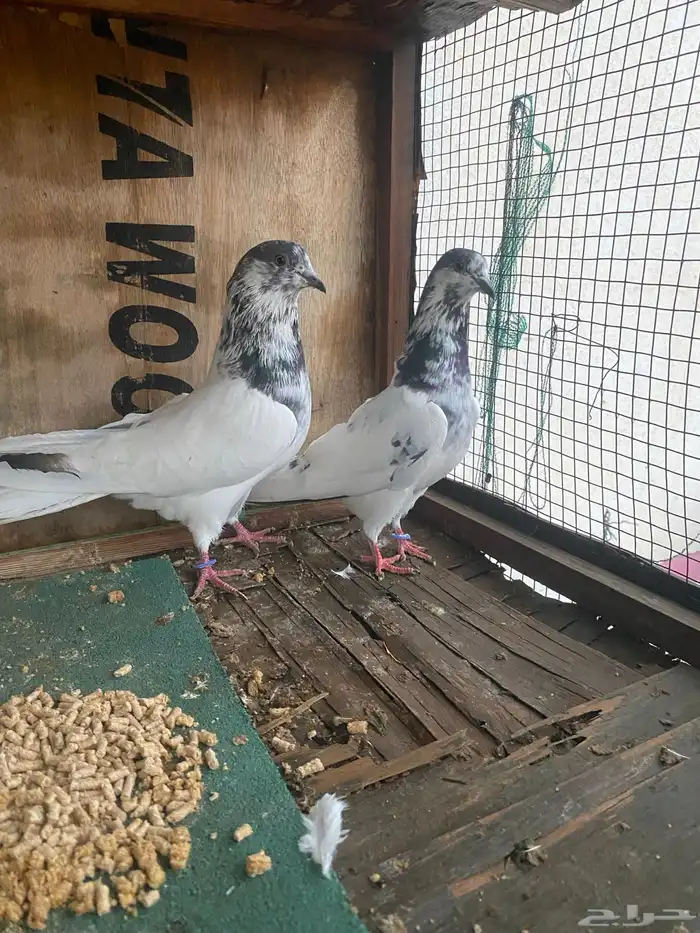 جوز بتيراء بعياله 6