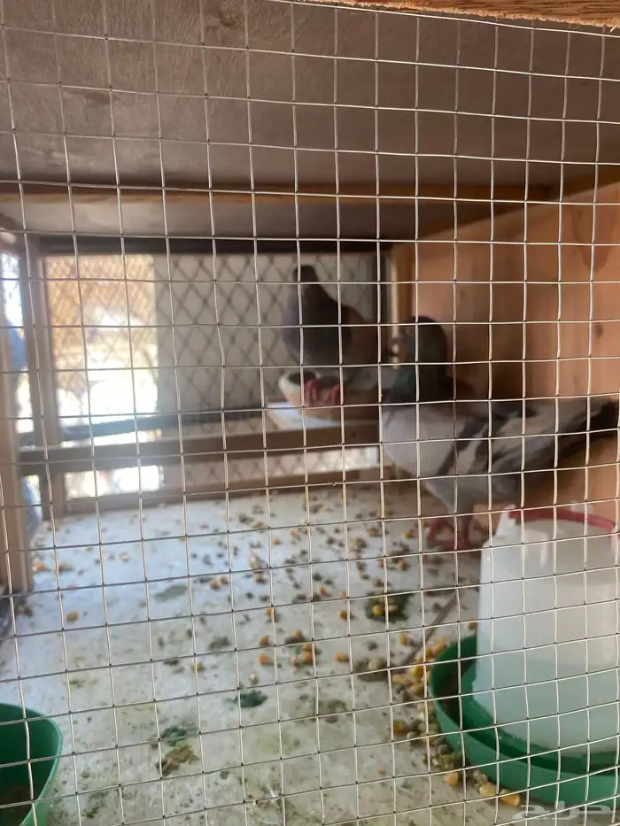 للبيع عدد 2جوز باكستاني عدد 1جوز فرنسي سلفر مع المحكر 5