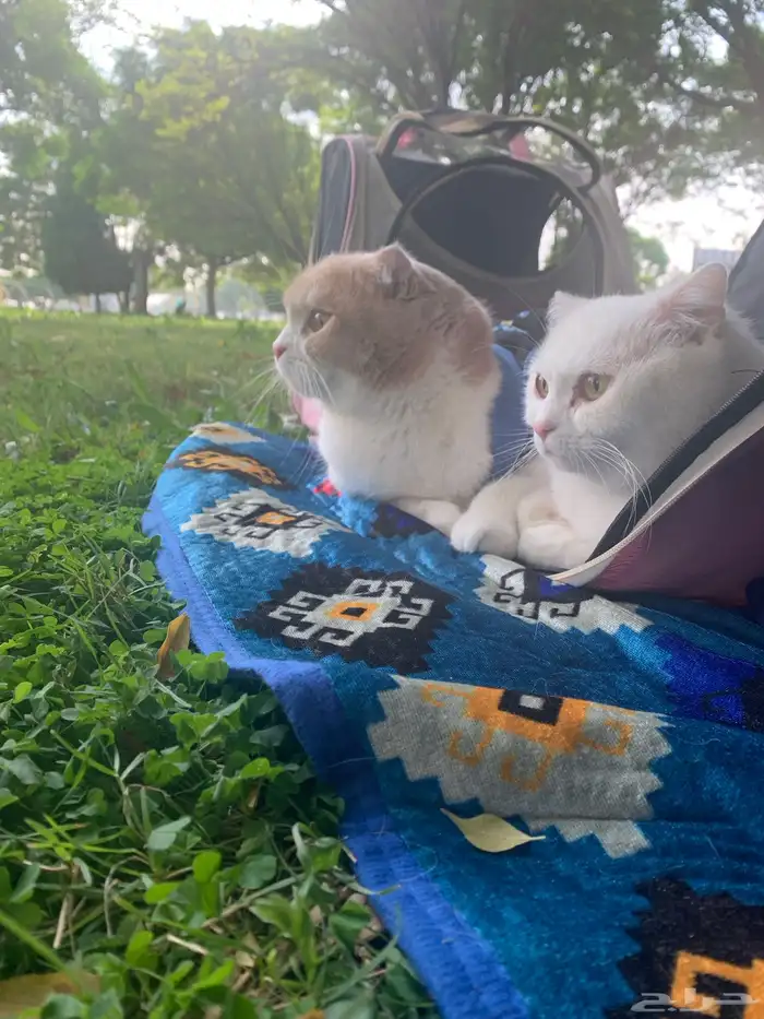 قطط سكوتش تبني بشروط 2