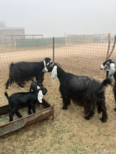 معزا عوارض خلفات index