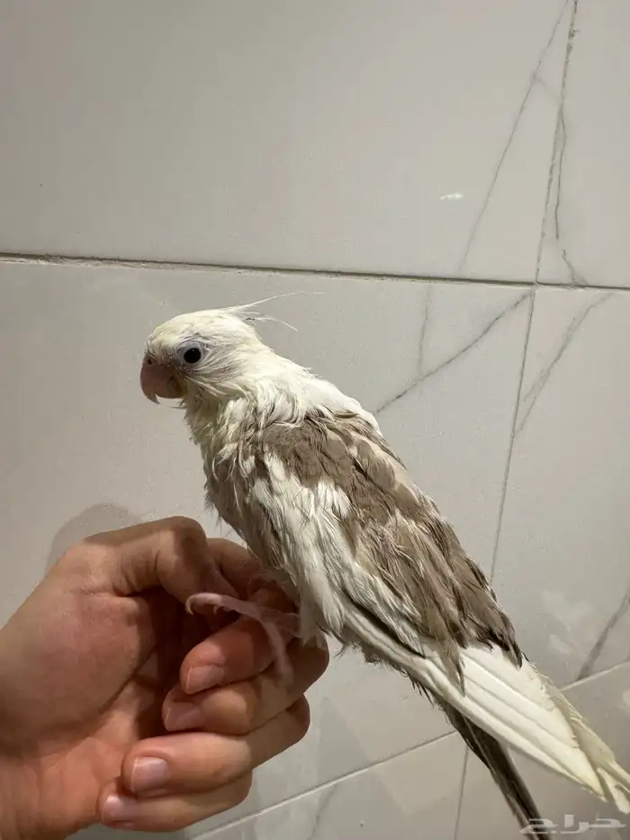 كروان بايد اليف جدا بداية فطام 1