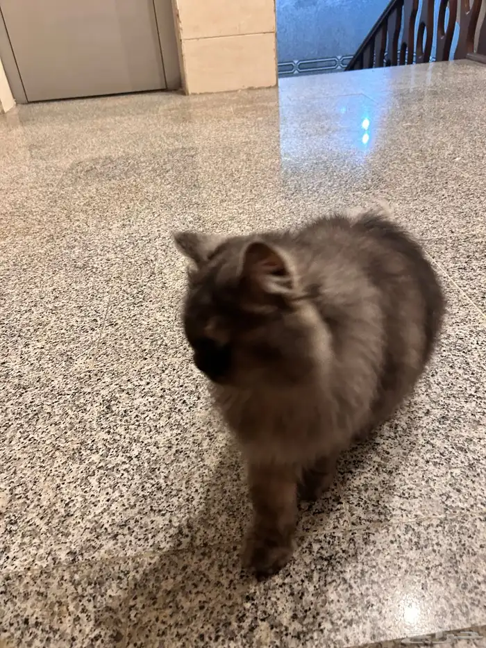 بسة ضايعه للتبني في عمارة في حي الصفا جنب دوار النجمة 4