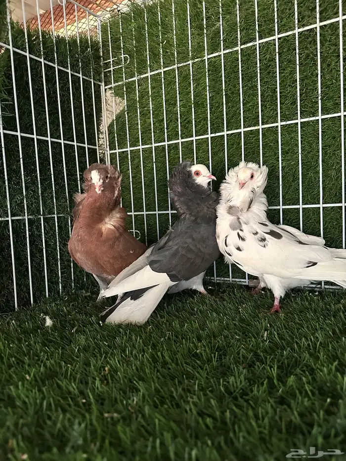 حمام بلجيكي 1