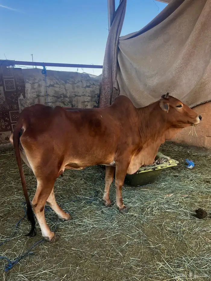 بسم الله ما شاء الله بقرة بلدي 3