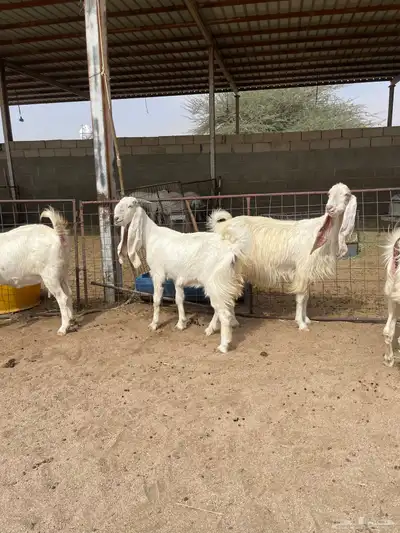 معزاء بيض للبيع index