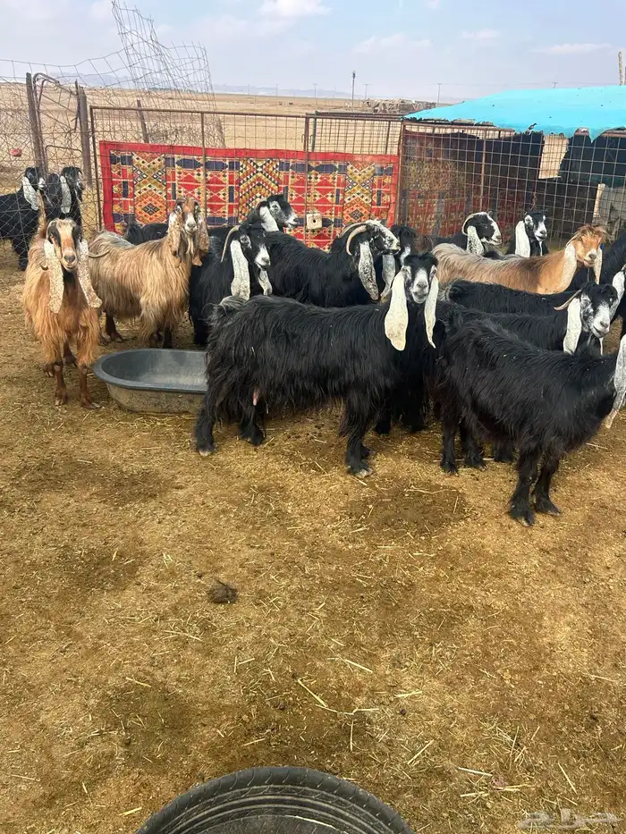 بيع معزا ولد 2