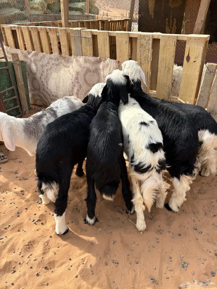 طلين نجد العدد 6 0