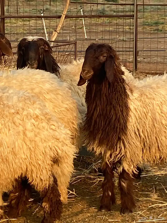 امراح نعيم مقاني 0