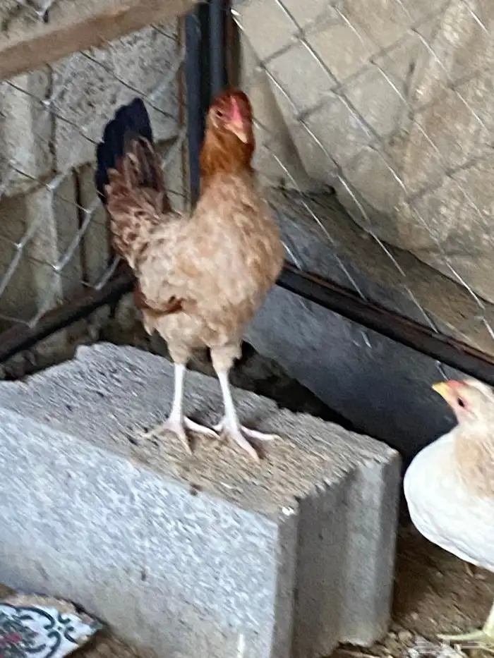 سلام عليكم اعرض لكم دجاج 2 الوان زاهيه اقدر ابدل بي ارنب 2