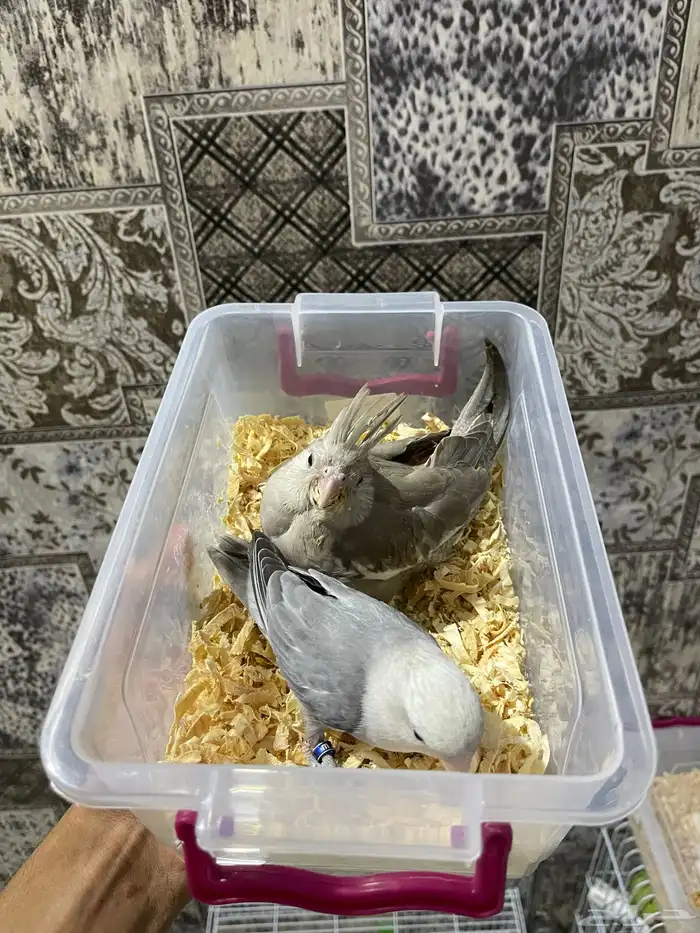 فروخ كروان البينو وهولندي 0