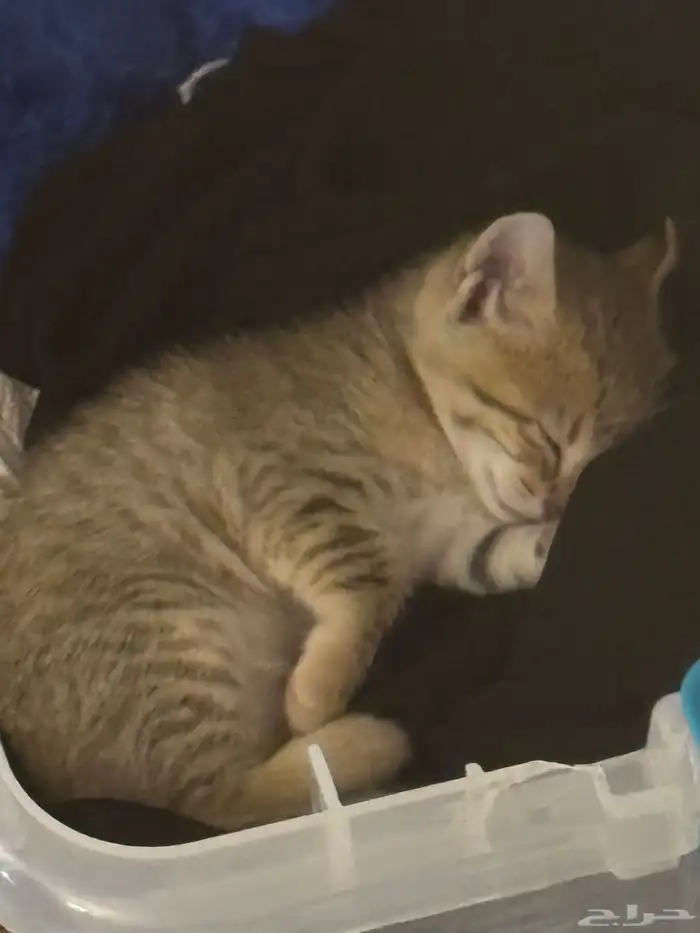 قطة بعمر 4-6 أسابيع للتبني الطارئ مع أغراضها( الجبيل ) 0