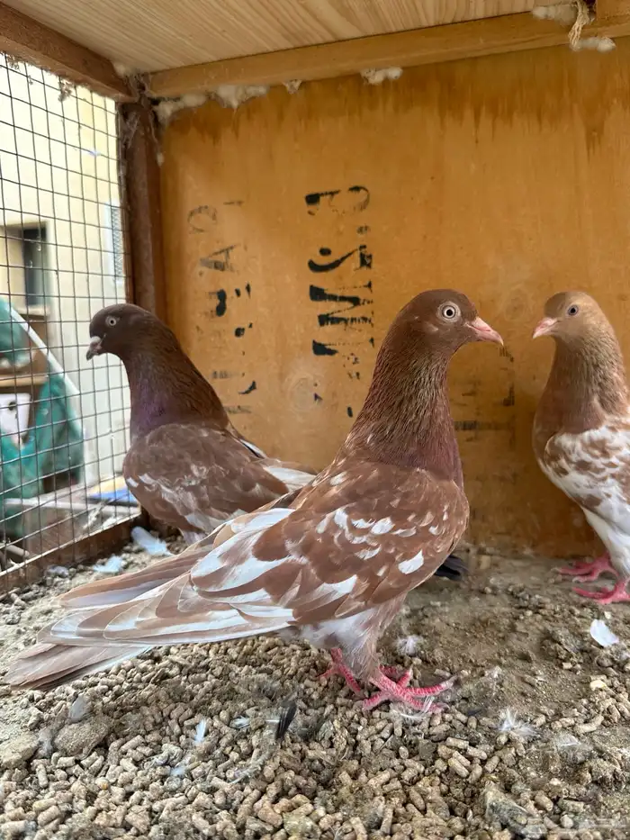 حمام هندي وقطائف 4