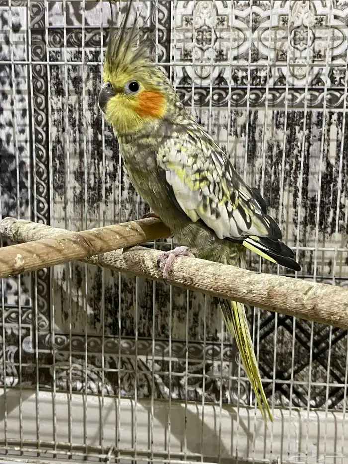 زوج كروان منتج شرط الذكر اليف 0