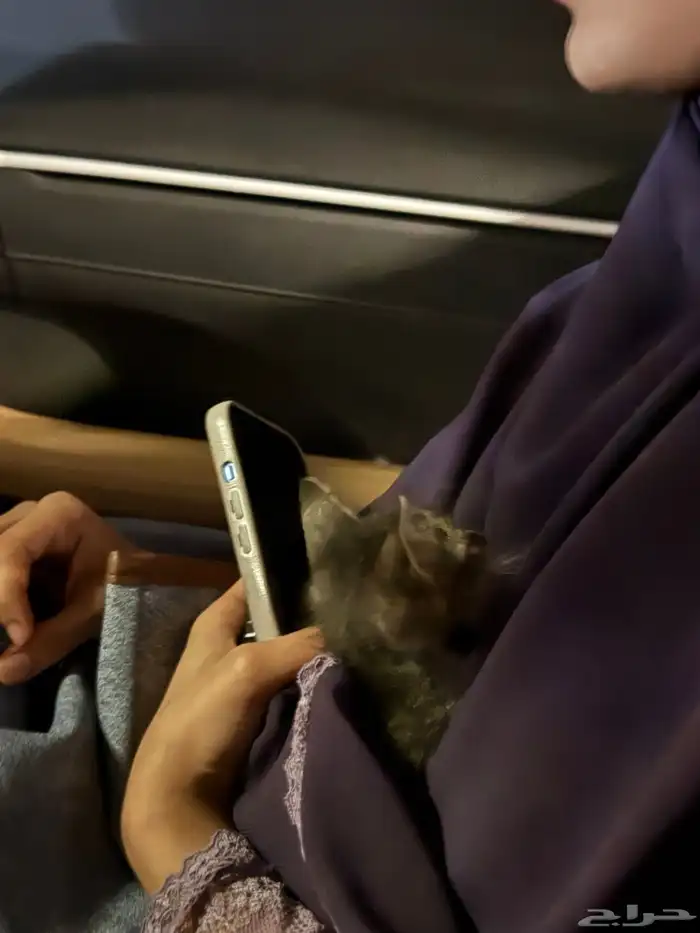 قطه صغيره للتبني عاجل عمرها كم اسبوع فقط 0